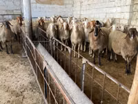 雌羊, Awassi sheep — 写真 2