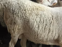 Widder, Assaf sheep — Foto 4