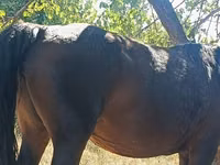 Yegua, Kyrgyz Horse — foto 2