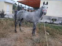 حصان, Friesian sport horse — الصورة 1