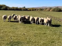 雄羊, Australian merinos sheep — 写真 4