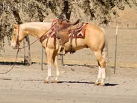Caballo, Quarter Horse — foto 4