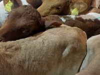 Banteng, Simmental cattle — foto 4