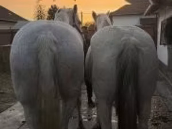 Stute, Lipizzaner