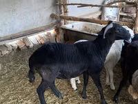 Domba jantan, Sheep — foto 2