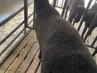 كبش, Jaidara sheep — الصورة 2