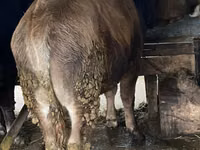 Banteng, Cattle — foto 1
