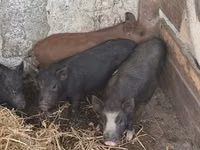 Boar — photo 5