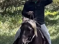 Caballo, Rocky Mountain Horse — foto 2
