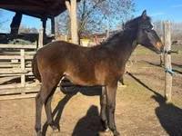 Caballo, Hungarian horse breed — foto 1