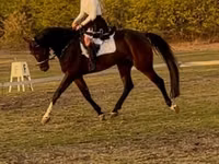 حصان, Hanoverian — الصورة 1