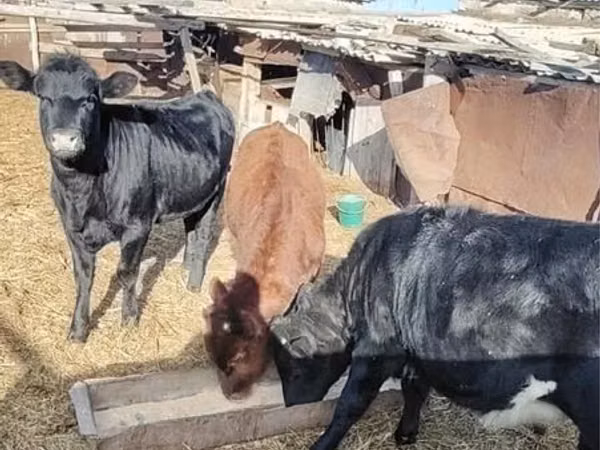 मवेशी (लॉट, लिंग निर्दिष्ट नहीं), मवेशी
