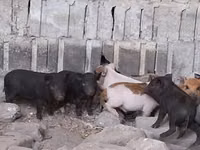 خنازير (دفعة، الجنس غير محدد) — الصورة 4