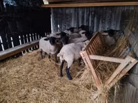 羊（ロット、性別未指定）, White Suffolk sheep — 写真 5