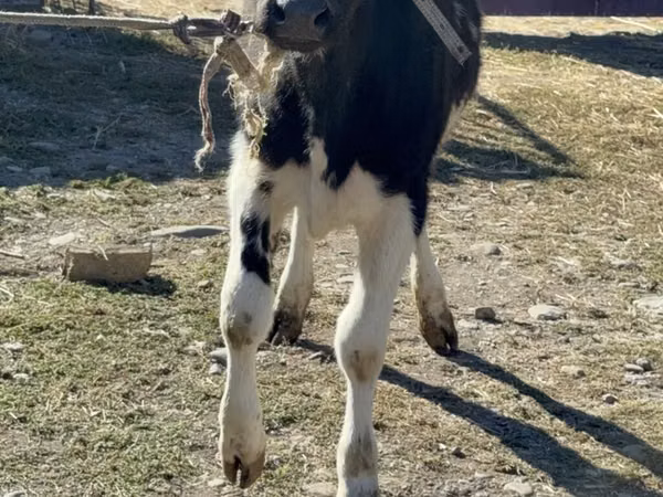 母牛, Holstein breed