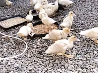 American Pekin — photo 4