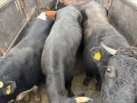 Bulle, Russian Black pied cattle — Foto 4