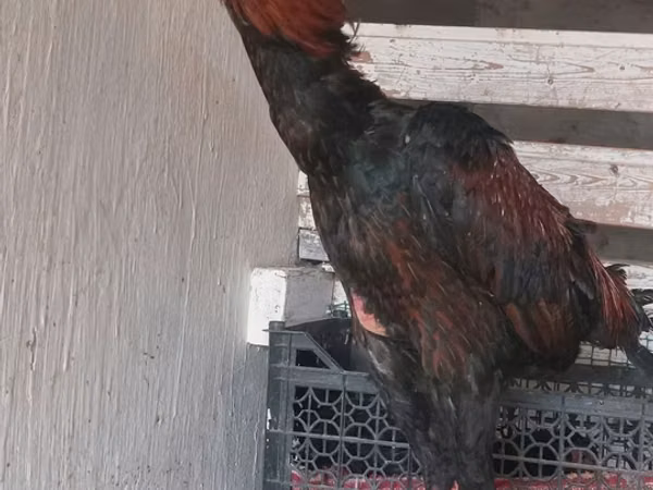 घोड़ा, घोड़े