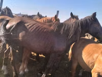 فرس, Kazakh horse — الصورة 3
