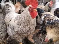 Leghorn — foto 4