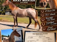 雄馬, Rocky Mountain Horse — 写真 1