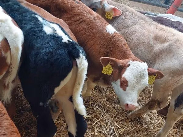 सांड, Simmental cattle