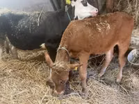 Sapi, Holstein breed — foto 2