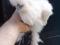 Chickens — الصورة 6