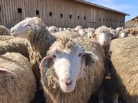 भेड़, Kuibyshev sheep — फ़ोटो 4