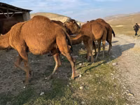 Camello, Camellos — foto 2
