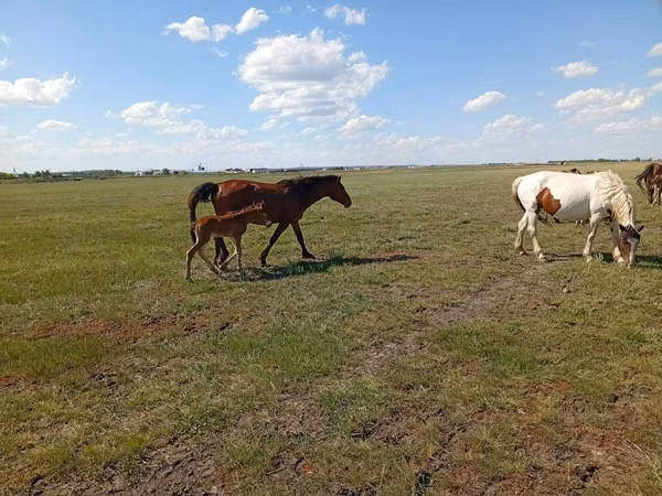 雌馬, Kinsky horse