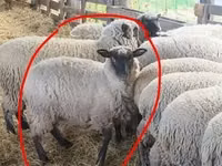 Bélier, Moutons — photo 2