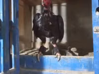 Chickens — الصورة 1