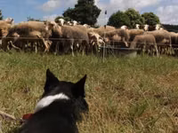 Brebis, Lacaune sheep — photo 4