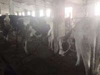 Vaca, Raza Holstein — foto 2