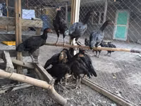 Chickens — 写真 3