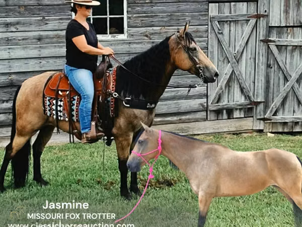 Yegua, Missouri foxtrotter
