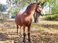 Kuda jantan, Nonius horse — foto 7