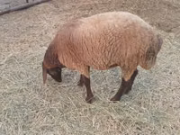 Ovejas (lote, sexo no especificado), Ovejas — foto 3