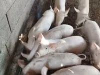 Babi jantan — foto 1