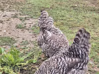 Slovenian Barred Hen — foto 8