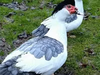 Muscovy Domestik — foto 8