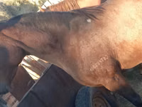Kuda betina, Arabian horse — foto 3