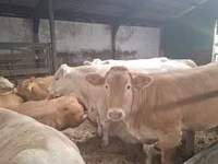 بقرة, Blonde d’Aquitane cattle — الصورة 2