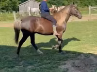 Caballo, Rocky Mountain Horse — foto 4