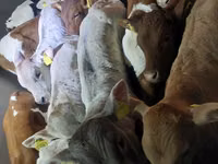सांड, मवेशी — फ़ोटो 6