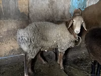 Bélier, Rhon sheep — photo 5