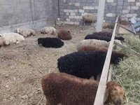 Sheep, Tian-Shan semifinewool sheep — photo 4