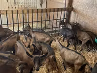 Ziege, Alpine goat — Foto 3