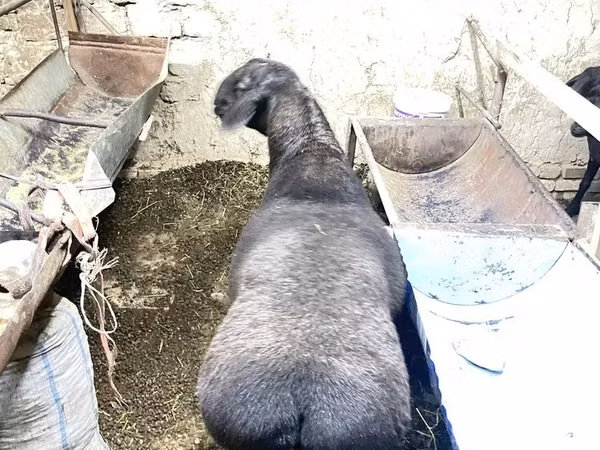 雄羊, Hissar sheep